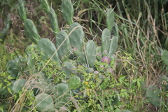 Opuntia rioplatense