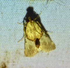 Cacozelia elegans