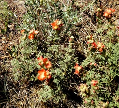 Sphaeralcea coccinea