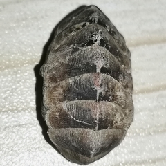 Lepidozona nipponica