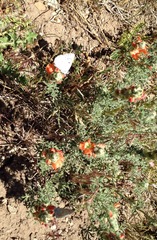 Sphaeralcea coccinea