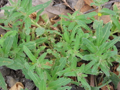 Camissoniopsis micrantha