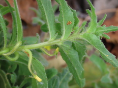 Camissoniopsis micrantha