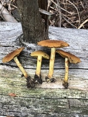 Cortinarius rufulus