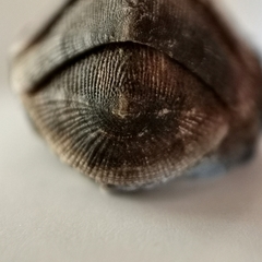 Lepidozona nipponica