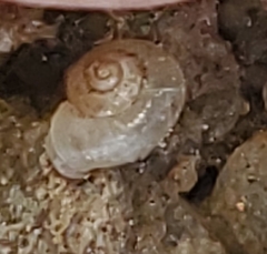 Vallonia excentrica