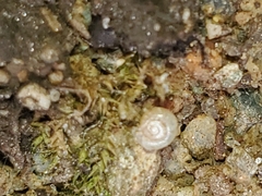 Vallonia excentrica