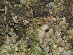 Vallonia excentrica