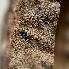 Lepidozona nipponica