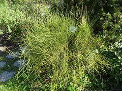 Ephedra major major