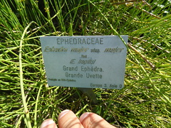 Ephedra major major