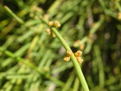 Ephedra major major