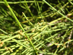 Ephedra major major