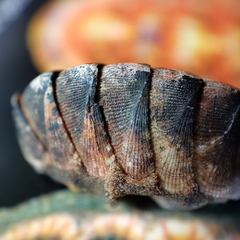 Lepidozona nipponica