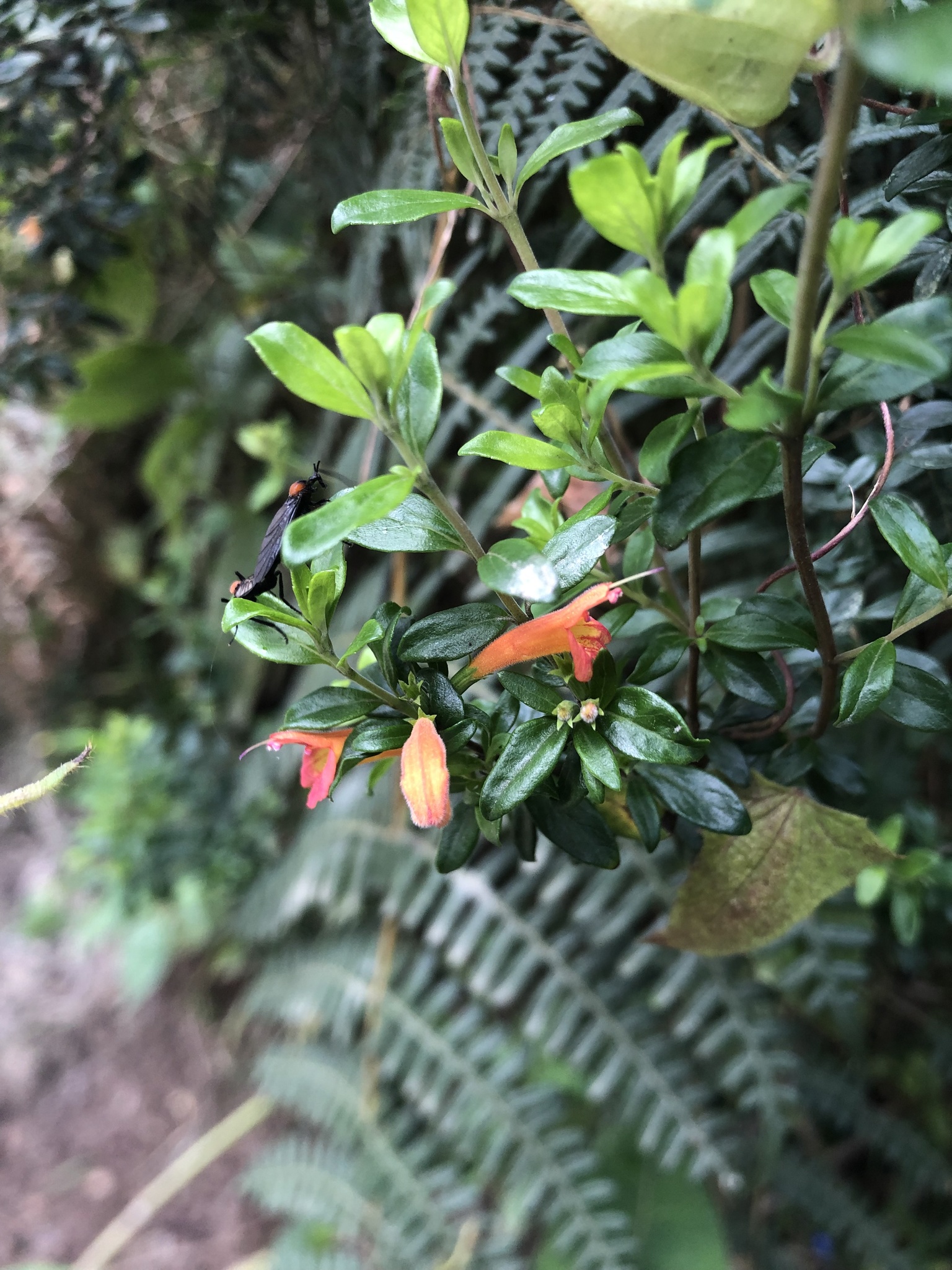 Clinopodium image