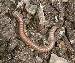 Blaniulus guttulatus