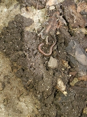 Blaniulus guttulatus
