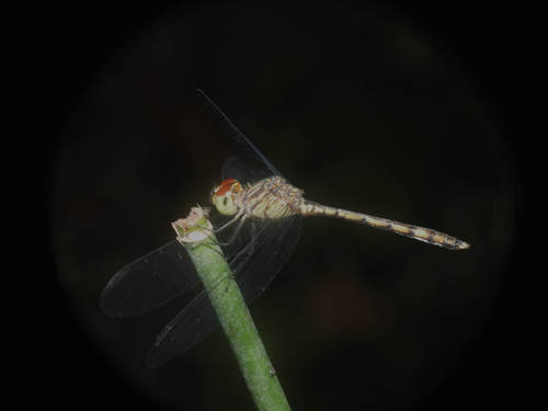 Uracis infumata