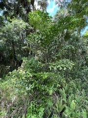 Caryota maxima