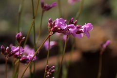 Arabis aculeolata