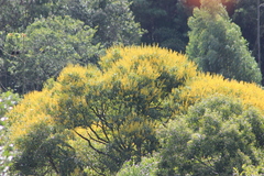 Vochysia magnifica