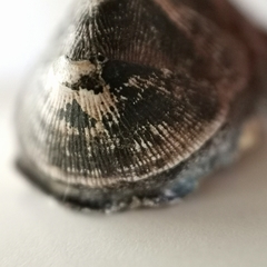 Lepidozona nipponica