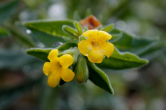 Lithospermum californicum