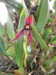 Maxillaria meleagris
