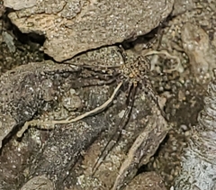Phalangium opilio