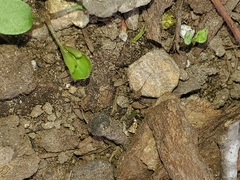Phalangium opilio