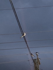 Tyrannus dominicensis