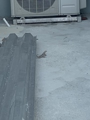 Leiocephalus carinatus