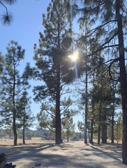 Pinus ponderosa