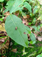 Notozona