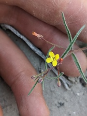 Camissonia pusilla