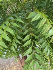 Azadirachta