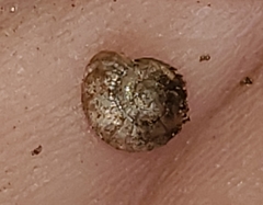 Glyphyalinia indentata