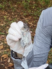 Peromyscus gossypinus