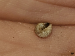 Glyphyalinia indentata