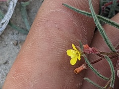 Camissonia pusilla