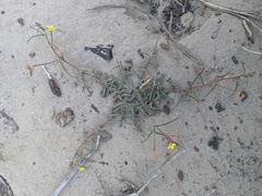 Camissonia pusilla
