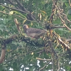 Streptopelia chinensis tigrina