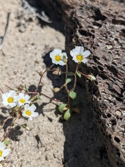 Linanthus inyoensis