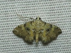Elophila faulalis