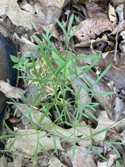 Perideridia americana