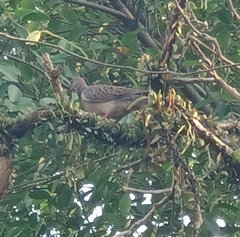 Streptopelia chinensis tigrina