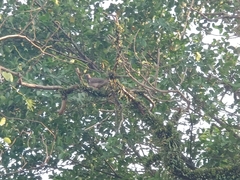 Streptopelia chinensis tigrina