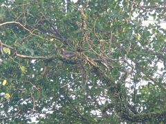 Streptopelia chinensis tigrina
