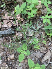 Perideridia americana