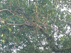Streptopelia chinensis tigrina
